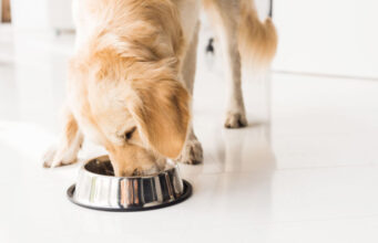 Why Does My Dog Eat So Fast? (Tips To Slow It Down) Why Does My Dog Eat So Fast