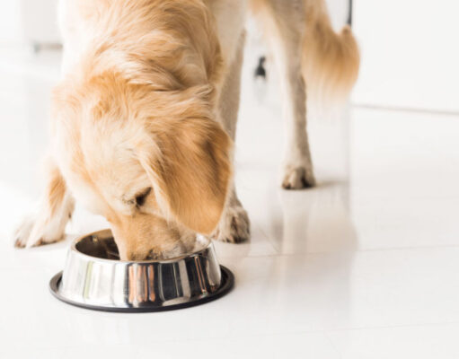 Why Does My Dog Eat So Fast? (Tips To Slow It Down) Why Does My Dog Eat So Fast