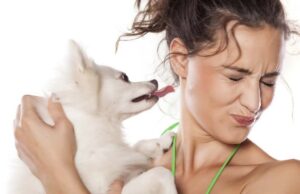 Why Does My Dog Lick So Much? Why Does My Dog Lick Me - Most-Asked Question From Dog Owners