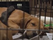 Too Many Rescues, Not Enough Space (More Pandemic Pets Returned!) animal shelters receive more pets than adoptions