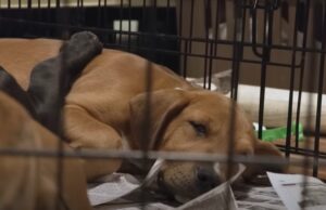 Too Many Rescues, Not Enough Space (More Pandemic Pets Returned!) animal shelters receive more pets than adoptions