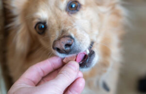 Bravecto for Dogs: Are They Safe to Use? bravecto for dogs