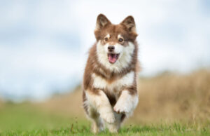 100+ Brown Dog Names for Your Chocolate Dogs! brown dog names