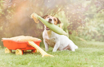Can Dogs Eat Corn? (And Other Corn Forms) can dogs eat corn
