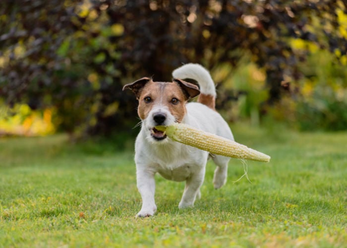 can dogs eat corn cobs