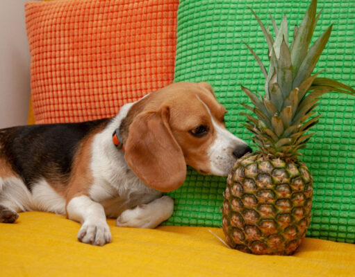 Can Dogs Eat Pineapples? Or Will Pineapple Hurt Dogs? can dogs eat pineapples featured image