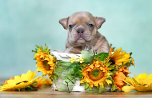 Can Dogs Eat Sunflower? The Benefits and Limitations can dogs eat sunflower