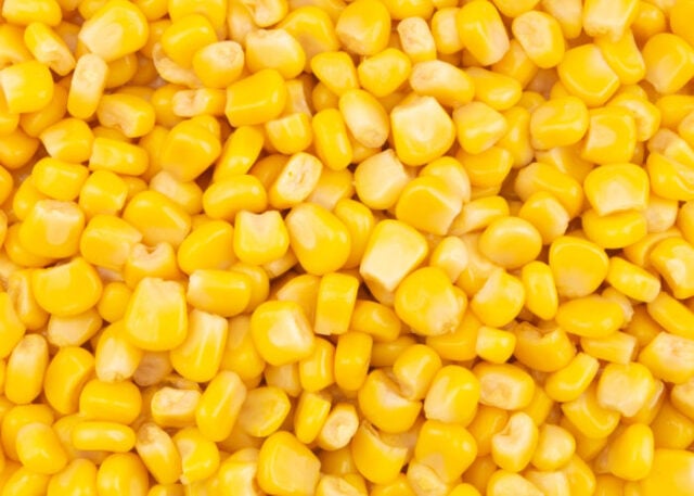 Can Dogs Eat Corn? (And Other Corn Forms) – Top Dog Tips