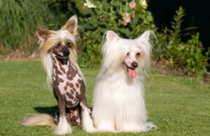 Chinese Crested Dog Breed Profile chinese crested dog
