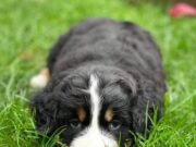 Dog Almost Dies After Eating A Hot Cross Bun, Vets Warn Pet Owners dog almost dies after eating a hot cross bun