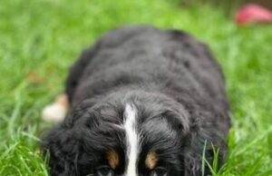 Dog Almost Dies After Eating A Hot Cross Bun, Vets Warn Pet Owners dog almost dies after eating a hot cross bun