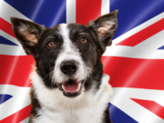 7 Dog Breed Groups in UK dog breed groups in UK