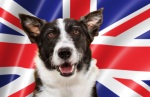 7 Dog Breed Groups in UK dog breed groups in UK