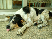 Dog Flu to Infect Humans: A Looming Possibility dog flu to infect humans