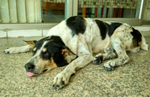 Dog Flu to Infect Humans: A Looming Possibility dog flu to infect humans