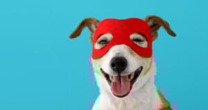 DIY Halloween Costume for Dogs Featured Image