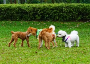 Spring Picnic with Dogs: Supervise your dog's interaction with others