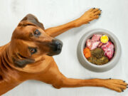 Dogs at Risk of Lead Poisoning from Pheasant Meat in Dog Food dogs at risk of lead poisoning from pheasant meat