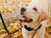 England Bans Electric Collar Effective February 2024 electric collar ban