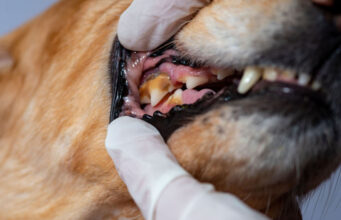 How to Prevent Gum Disease in Dogs how to prevent gum disease in dogs featured image