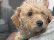 Humane Society of Missouri Rescues 41 Dogs From Hoarder Conditions Humane society of Missouri rescues 41 dogs