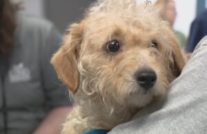 Humane Society of Missouri Rescues 41 Dogs From Hoarder Conditions Humane society of Missouri rescues 41 dogs