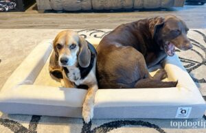 Review: ibiyaya Deep Sleep Dog Bed ibiyaya Deep Sleep Dog Bed