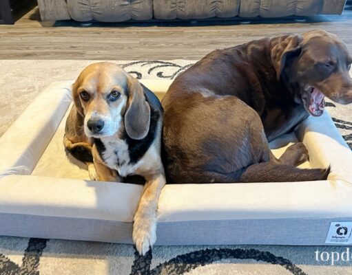 Review: ibiyaya Deep Sleep Dog Bed ibiyaya Deep Sleep Dog Bed