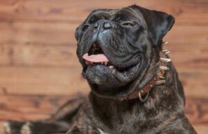 What You Really Need To Know About Kennel Cough In Dogs kennel cough in dogs