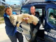 Four Dogs Die Due to Meatball Poisoning At French Canine Race meatball poisoning in dogs during French Canicross race