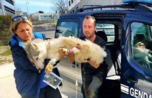 Four Dogs Die Due to Meatball Poisoning At French Canine Race meatball poisoning in dogs during French Canicross race