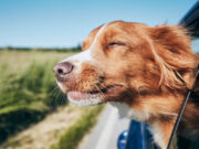 New Cancer Treatment for Dogs: A Hope for Increasing Lifespan new cancer treatment for dogs