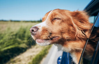 New Cancer Treatment for Dogs: A Hope for Increasing Lifespan new cancer treatment for dogs