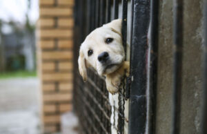 Abandoned Pandemic Dogs Overcrowd an Australian Dog Shelter pandemic dogs overcrowd dog shelter