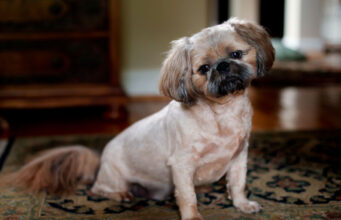 Pugapoo Dog Breed Profile (Pug & Poodle Mix) pugapoo dog breed