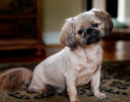 Pugapoo Dog Breed Profile (Pug & Poodle Mix) pugapoo dog breed