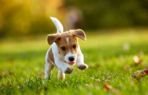 10 Puppy Games Without Toys to Entertain Your Bored Fidos puppy games without toys