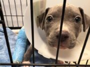Fast Recovery! Two Hit-By-Car Dogs Undergo Treatment in Austin Pets Alive! sup my dude apa treatment