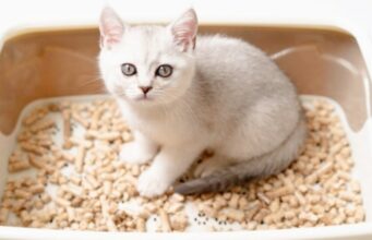 6 Tips for Litter Training A Cat