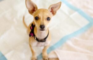 9 Tips for Potty Training A Dog tips for potty training a dog