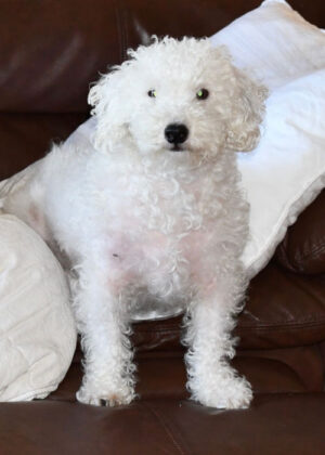 Jack-A-Poo Dog Breed Profile – Top Dog Tips