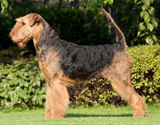 Airedale Terrier Breed Price: Everything You Need to Know Airedale Terrier breed price