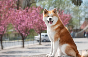 Akita Breed Price: Everything You Need to Know Akita breed price