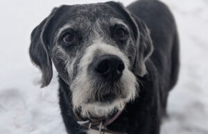 Boxerdoodle Dog Breed Profile (Boxer & Poodle Mix) Boxerdoodle Dog Breed Profile