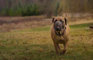 Bullmastiff Dog Breed Profile Bullmastiff Dog Breed Profile Featured Image
