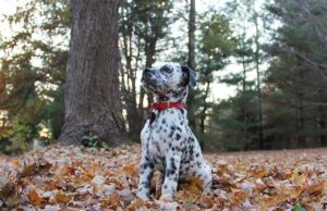 Bullmatian Dog Breed Profile Bullmatian Dog Breed Profile Featured Image