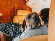 Couple Charters $100,000 Private Jet to Fly Pet Dogs to Europe Couple Charters $100,000 Private Jet to Fly Pet Dogs to Europe
