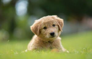 Dog Names Starting With F Dog Names Starting With F Featured Image