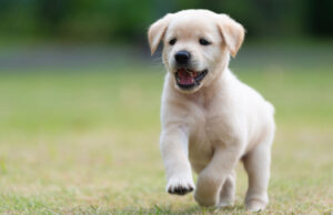 Dog Names Starting With N Dog Names Starting with N Featured Image