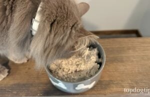 Recipe: Easy Homemade Kitten Food Easy Homemade Kitten Food
